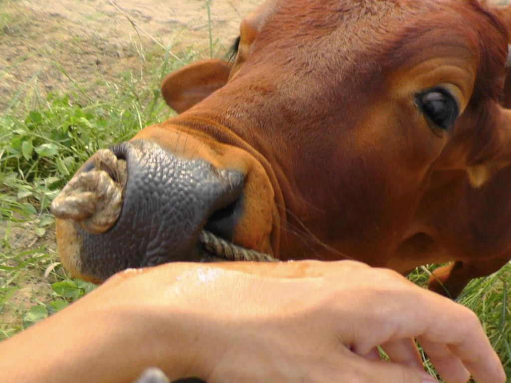 2012_Le Phi Long and Nakamoto Hirofumi_Bãi Giữa Sông Hồng_2
