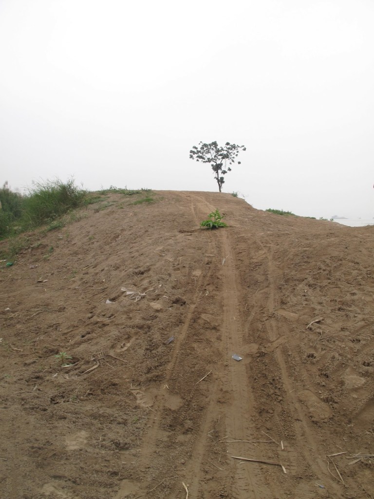 2012_Le Phi Long_Grows not the right place_1