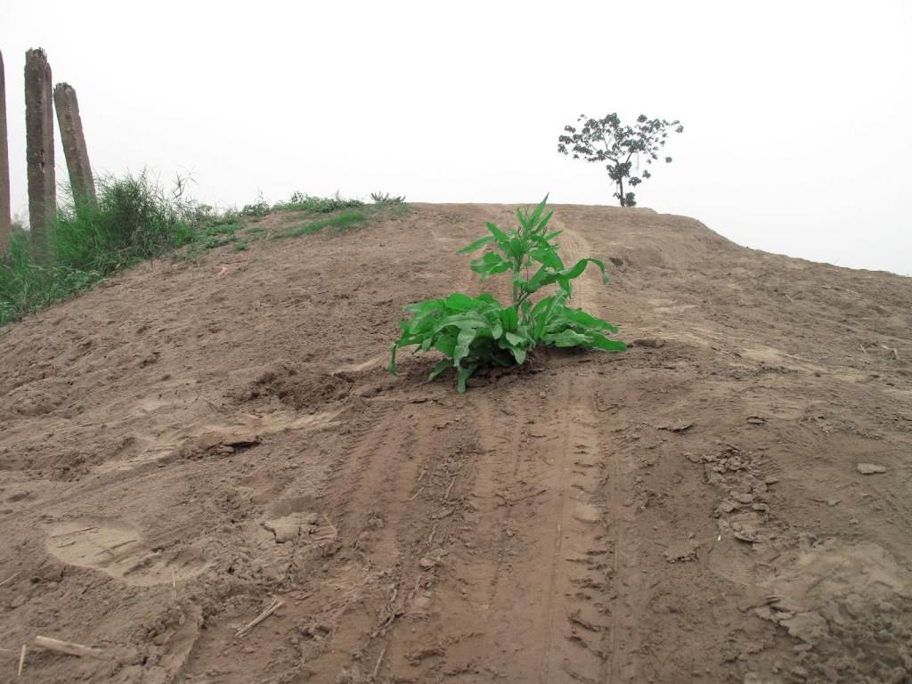 2012_Le Phi Long_Grows not the right place_2