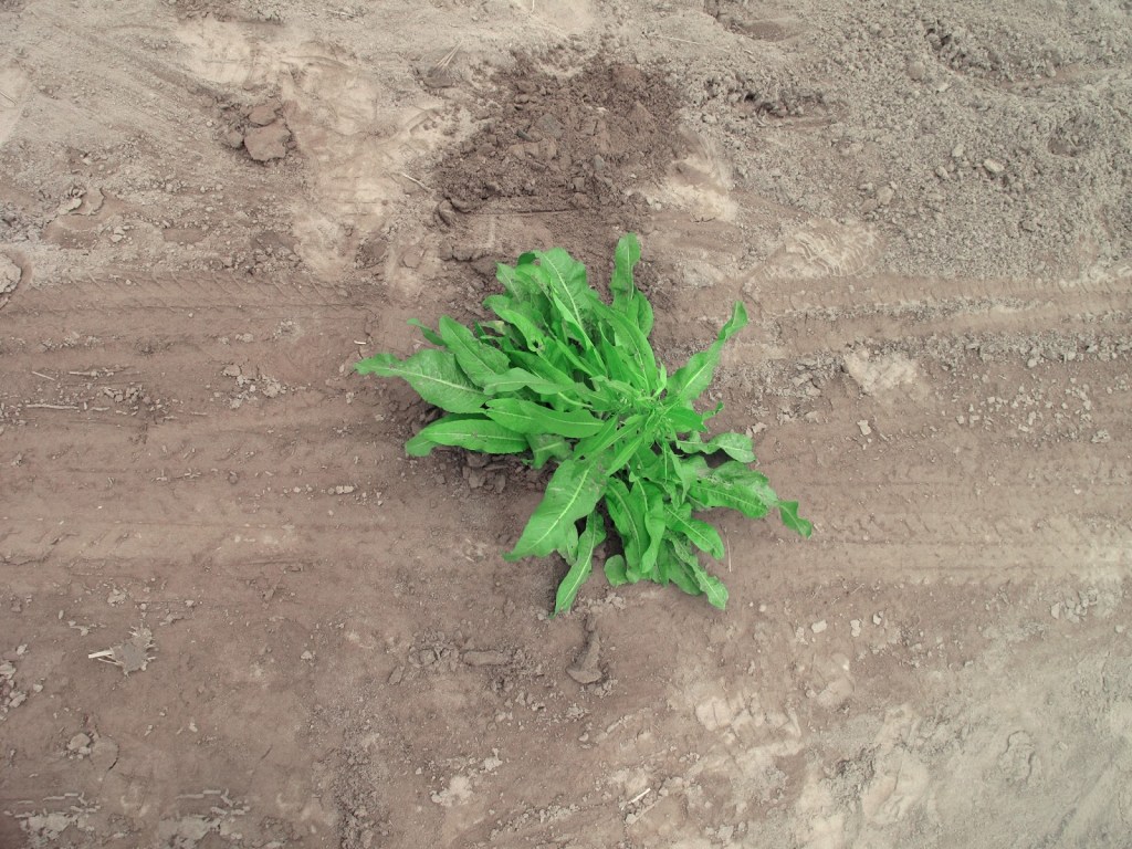 2012_Le Phi Long_Grows not the right place_3