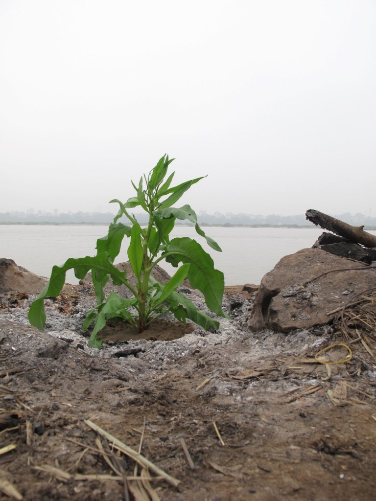 2012_Le Phi Long_Grows not the right place_4