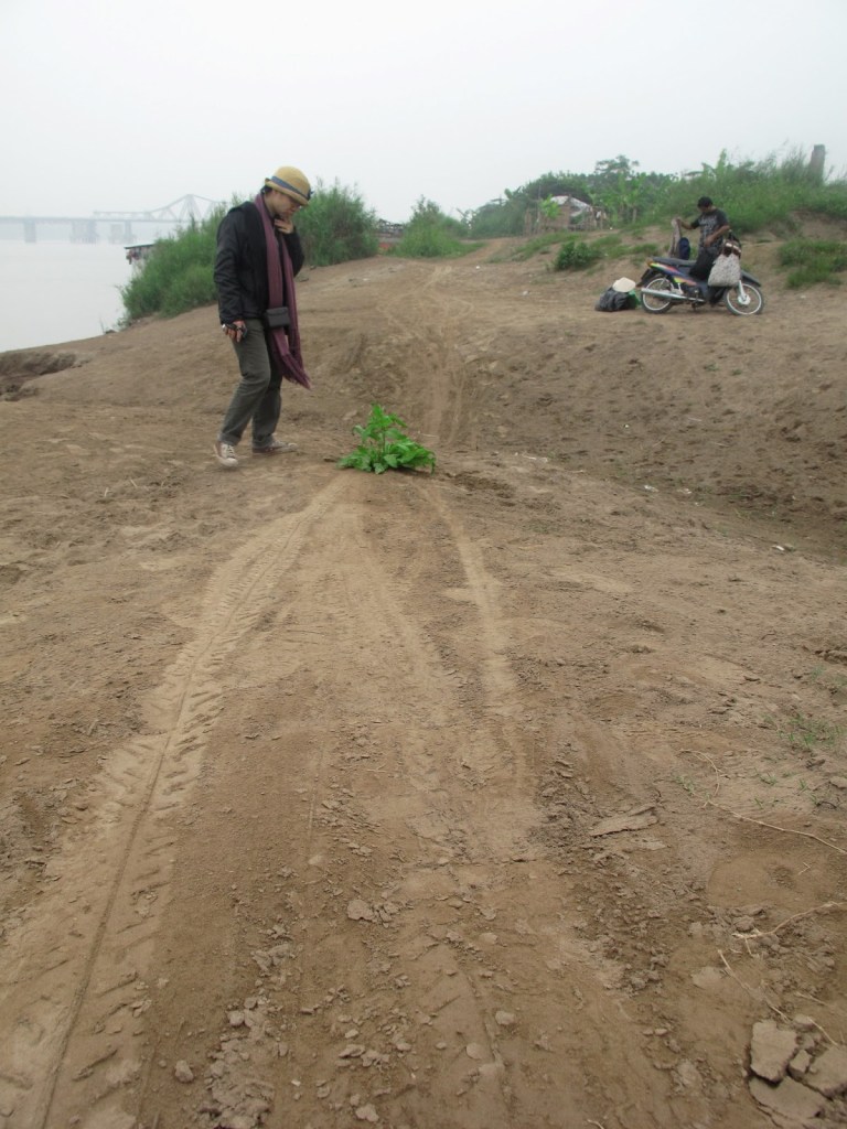 2012_Le Phi Long_Grows not the right place_5