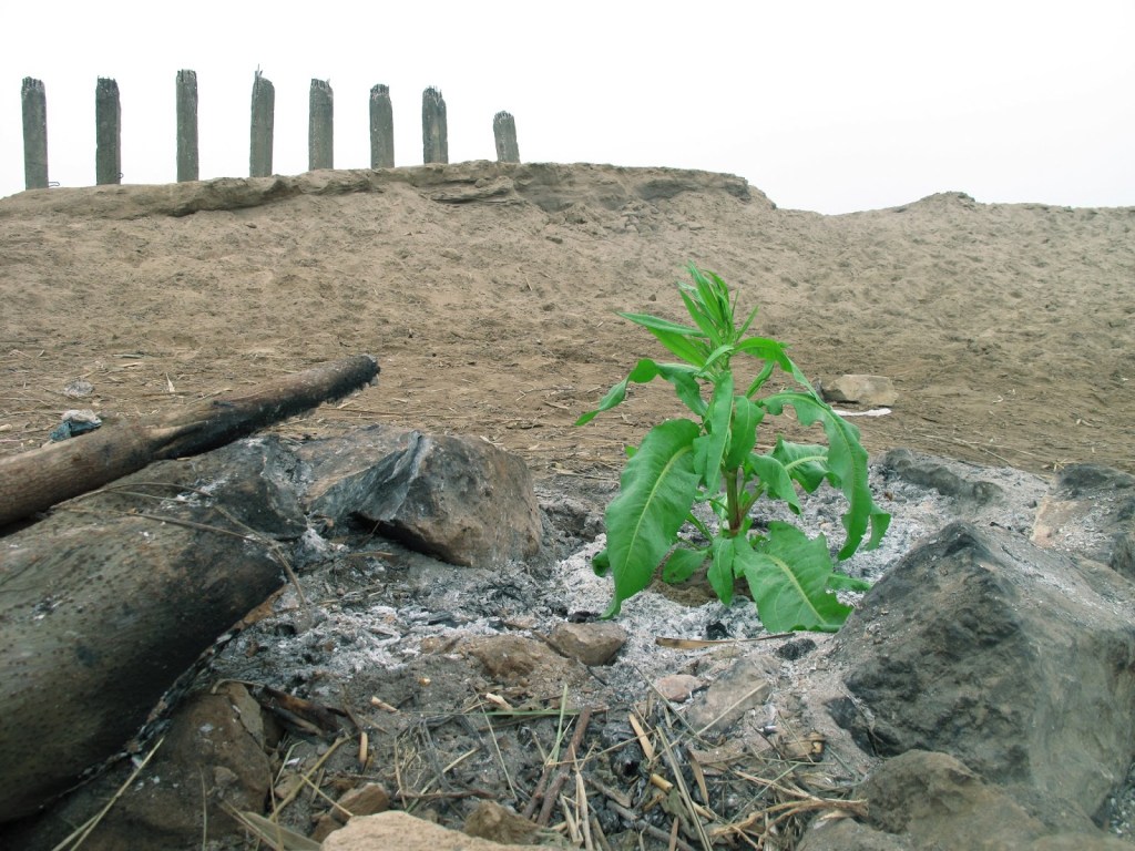 Grows Not The Right&nbsp;Place