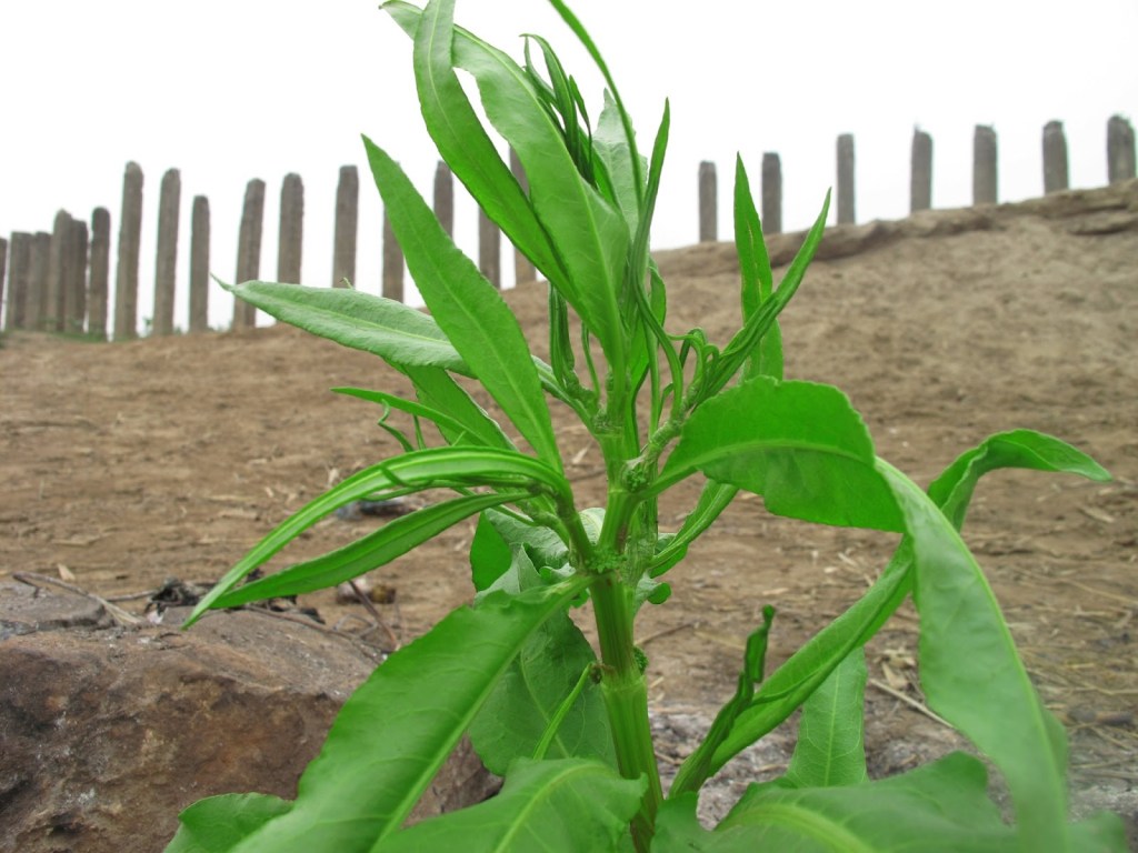 2012_Le Phi Long_Grows not the right place_9