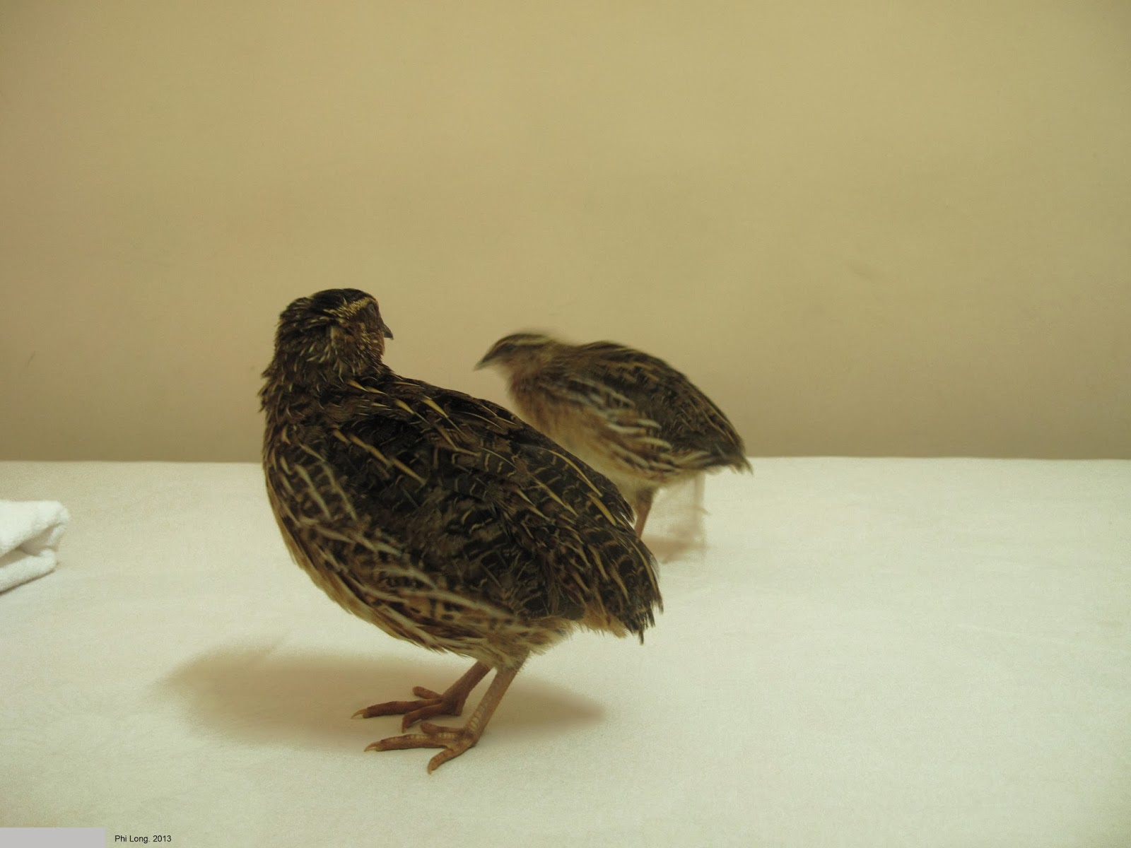 2013_Le Phi Long_Quail In Hotel_2