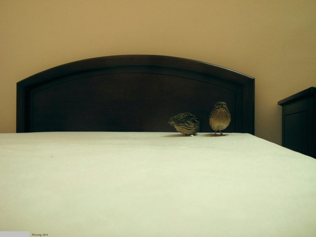 2013_Le Phi Long_Quail In Hotel_4