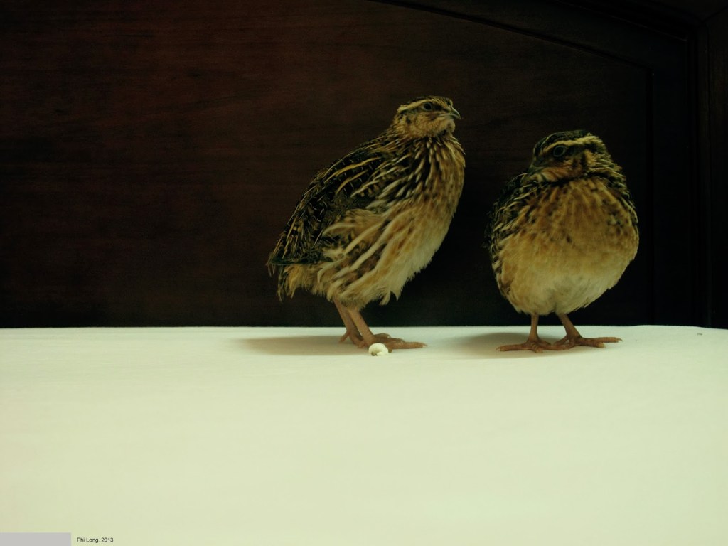 2013_Le Phi Long_Quail In Hotel_5